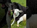 Download Lagu Black panther #animals #cow #lion #bull #motivation #remix #ringtone #music #love #viralvideo