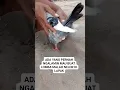 Merpati mau buat lomba malah nelor