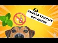 Which Smells Dogs should not smell for a long time