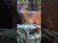 Download Lagu SUARA KIJANG DI TENGAH HUTAN. cocok buat mikat