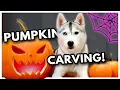 PUMPKIN CARVING with my HUSKY Does she like pumpkin