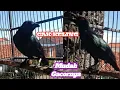 Download Lagu BURUNG CUCAK KELING Gacor \u0026 Teler
