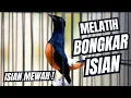 Download Lagu MURAI BATU GACOR FULL ISIAN TEMBAKAN MEWAH SANGAT AMPUH UNTUK MELATIH MURAI BATU BONGKAR ISIAN