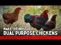 DUAL PURPOSE CHICKENS Selection Breeding and Maximizing Your Flock Backyard Chickens