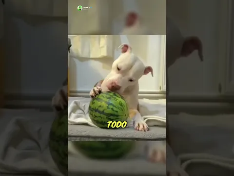 La historia de pancracio y la sandia