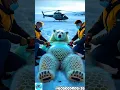 Download Lagu Polar Bears vs. Giant Beehives #cartoonshorts