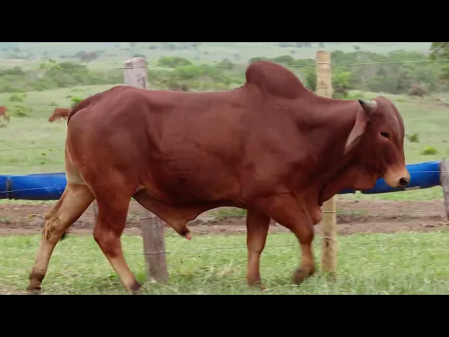 Touro Sindi RAJT - 2573