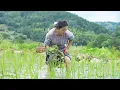 Download Lagu （Transplant Rice Seedlings）插秧歸來，在自家菜地摘點小菜做一碗豆角燜面，農忙後的療癒時光。【鄉愁沈丹ShenDan】