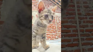 Mini Simba Kitty Cat Catlovers Shorts 