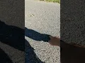 Grasshopper Flying slo-motion