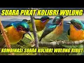 Download Lagu SUARA PIKAT KOLIBRI WULUNG | KOMBINASI SUARA KOLIBRI WULUNG RIBUT
