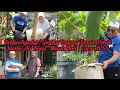 Lagu Kebun Bandar/ Gotong Royong Tanam Pokok Jambu Air Besar  Merah Hati / Cara APSS 