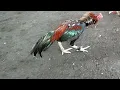 Download Lagu ayam pama tuπduk4π ayam shamo jepang raksasa di kebun !!! gak nonton bakalan nyesel bro, asli seru