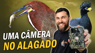 Quais AVES VISITAM UM ALAGADO NO PANTANAL? Registros de CÂMERA TRAP!