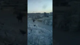 قيامة ارطغرل الجزء الخامس 