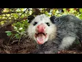 Top 7 Amazing Opossum Facts