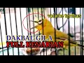 Download Lagu Dakbal Full Kenarian, Dakbal Rasa Kenari Volume Tembus