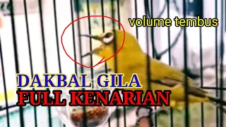 dakbal full kenarian dakbal rasa kenari volume tembus