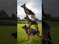 Download Lagu Skilled K9 Police Training in Action 🐕‍🦺👮 | Elite Obedience \u0026 Tactical Skills