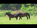Download Lagu 08 05 2018 Exmoors en Wisenten door Ton Smits