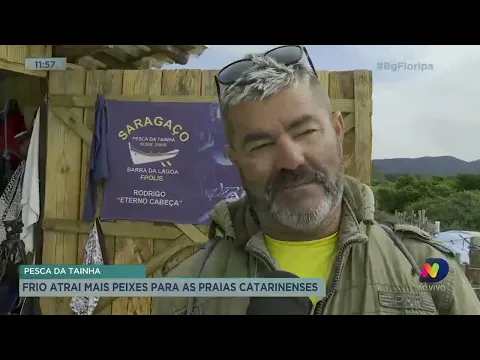 Pesca da tainha: frio atrai mais peixes para as praias catarinenses