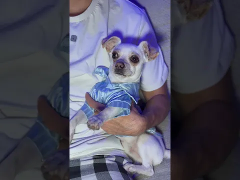Mi perrito me salvó 😳 #shorts