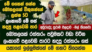 බෝතලයක් පවුමකට වඩා වටිනා ලංකාවේ ගස් වල හැදෙන දම් පාට රත්තරං - Green Apron Farm |  Lavender