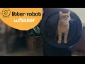 Litter-Robot 4 - Unboxing Review