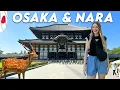 Download Lagu Most magical place in JAPAN 🇯🇵 exploring Osaka \u0026 Nara 🦌 deer park, Osaka castle \u0026 Dotonbori
