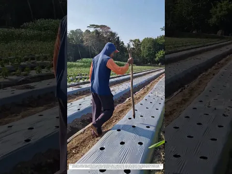Creating Planting Holes: How a Manual Dibber Prepares Seedbeds for Sowing