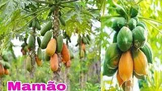 NUNCA PLANTE MAMÃO SEM ASSISTIR ESSE VIDEO !!