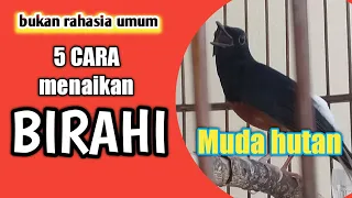 Download cara menaikan birahi murai batu muda hutan MP3