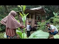 Download Lagu Berkebun di Tengah Hutan Demi Keluarga | Hidup Sederhana Tapi Bahagia