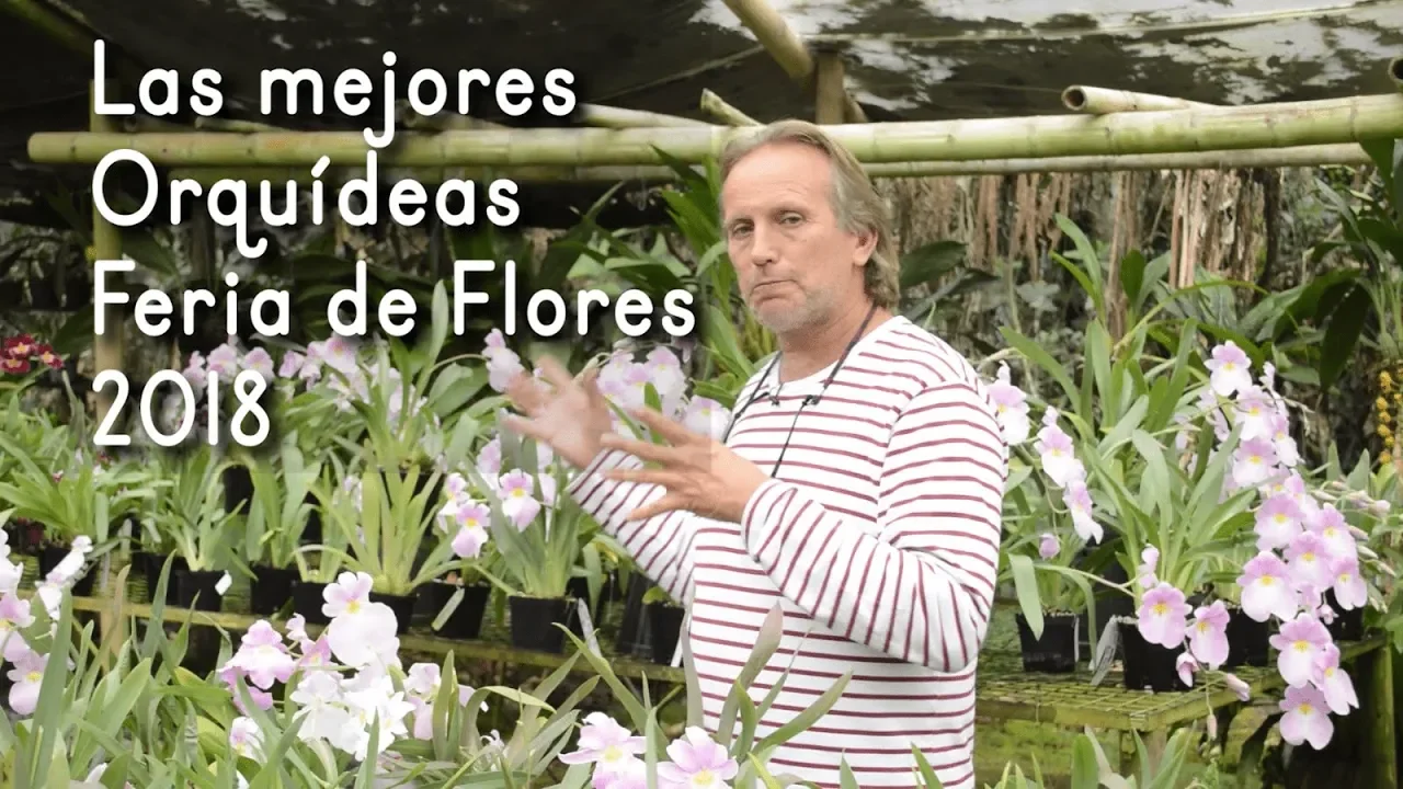 LAS 10 MEJORES ORQUÍDEAS DE FERIA DE FLORES 2018 DEL CULTIVO ENTRE FLORES