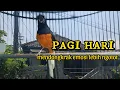 Download Lagu PANCINGAN MURAI GACOR PAGI HARI AMPUH MENDONGKRAK EMOSI LEBIH NGOTOT