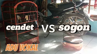 burung cendet vs sogon saling gacor