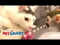 Baby Monkey Visits Pet Smart