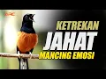 Download Lagu JAMINAN NYAUT‼️ MURAI BATU GACOR PAGI-SIANG-MALA M AMPUH DONGKRAK EMOSI