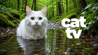 CAT TV for Cats 🐦 Birds + 🐠 Underwater Fish | Relaxing Music & Ultimate Cat Enrichment
