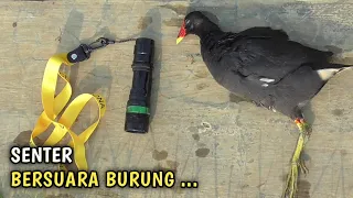 Download CERDAS ..‼️ SENTER BERSUARA BURUNG MANDAR MP3