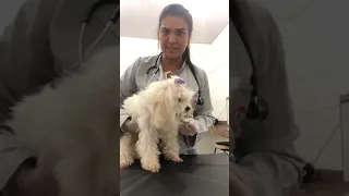 Semiologia do sistema cardiovascular em cães- parte I após introdução