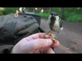 Download Lagu Про задиристую синицу / About the pugnacious tit