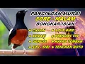 Download Lagu Pancingan Murai Batu Pagi Hari Full Isian Tembakan kasar Murai Macet Jadi Gacor