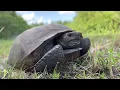 Exploring Greenbriar Neighborhood Of Lehigh Acres Fl - DON T EVER BUY THIS LOT protected Species