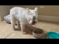 Pet Supplies Plus Dog Wash
