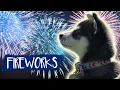 Download Lagu Fireworks Noise Desensitization For Dogs