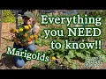 Download Lagu Marigold Flowers 101: Planting, Care \u0026 Harvesting for These Beautiful, Beneficial Pollinators