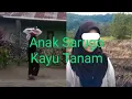 Download Lagu Odi Malik - Anak Sarugo Kayu Tanam