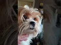 Download Lagu Meet Kai, yorkie-tzu #puppy #shihtzu #cute #pets #doglife