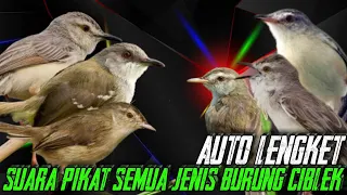 Download SUARA PIKAT SEMUA JENIS BURUNG CIBLEK AUTO LENGKET MP3